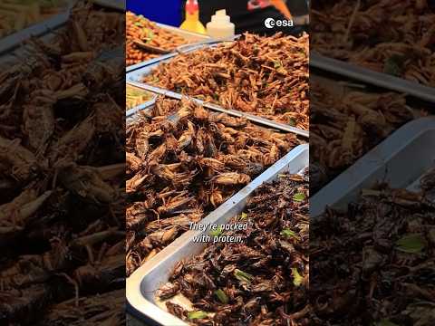 Protocol ENTOMOPHAGY: High-Protein insect diets for Mars transit