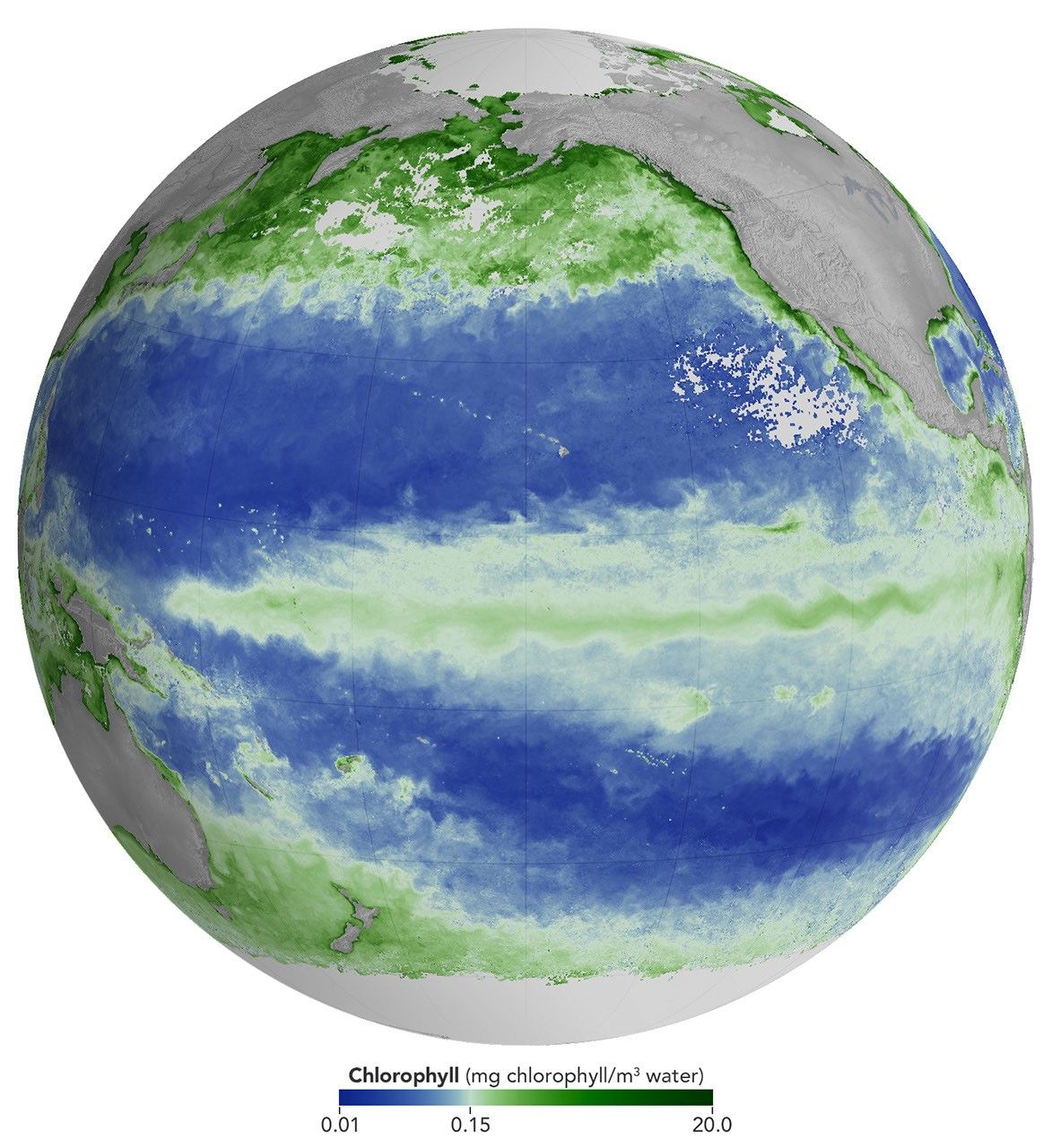 ENSO ANOMALY: PACIFIC MARINE ECOSYSTEMS DISRUPTED