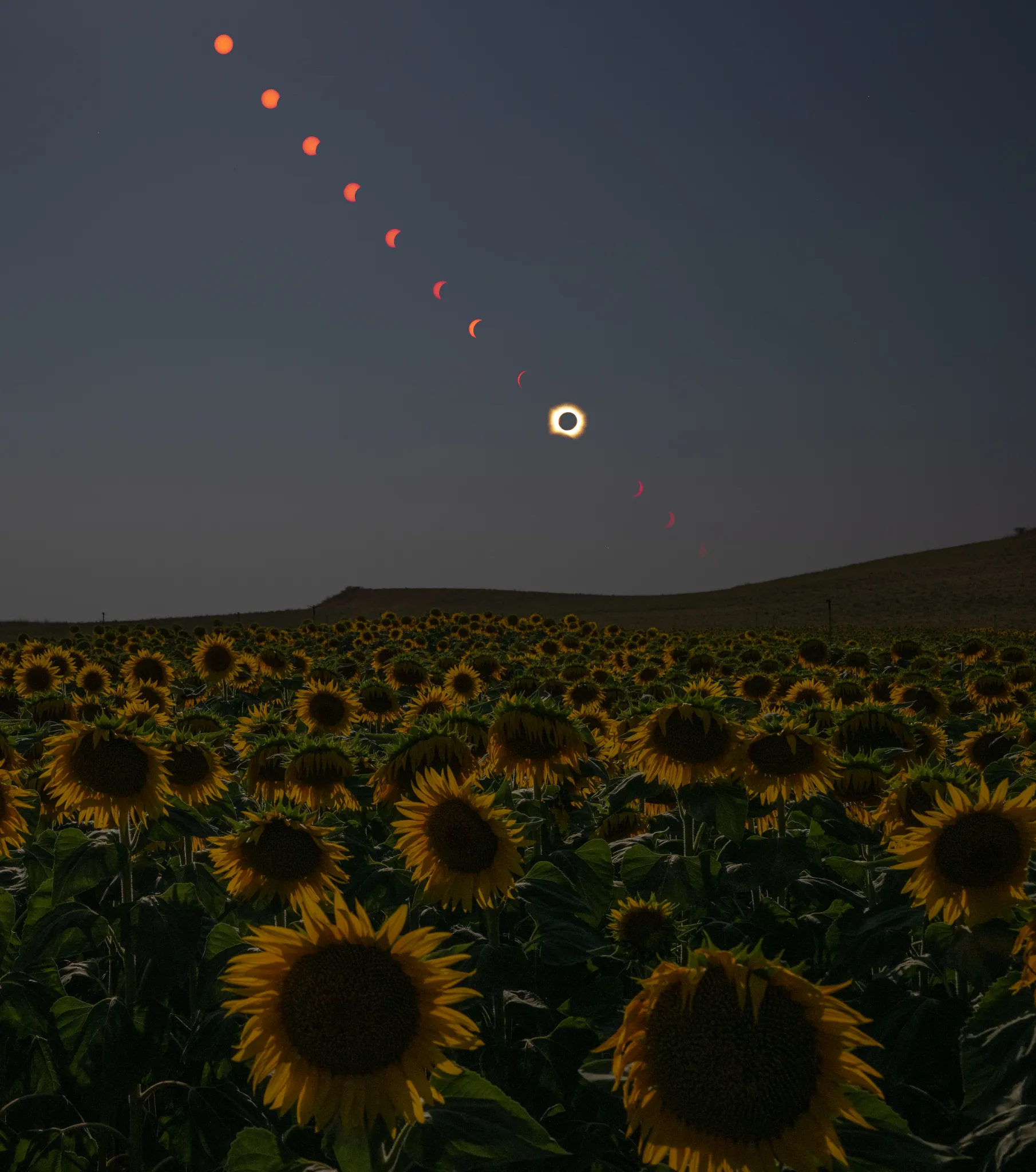 Total Solar Eclipse in Sunflower Field