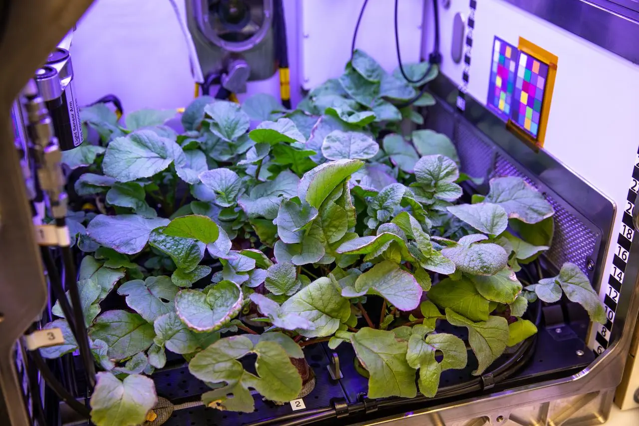 NASA Selects Eight Bio-Physical Research Proposals for Deep Space Ops