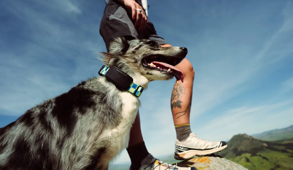 Orbital Connectivity for Canines: Fi Integrates Starlink Direct-to-Cell